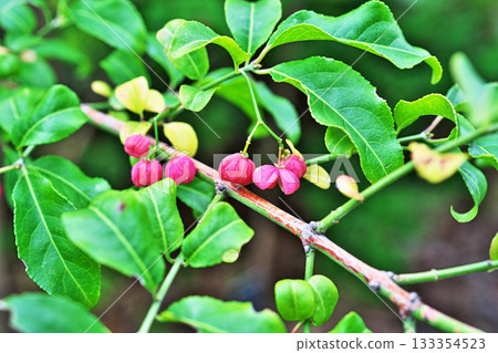 Pink Mayumi fruit (autumn, November) Pink Mayumi fruit (autumn, November) 133354523