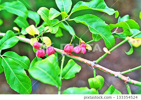 Pink Mayumi fruit (autumn, November) 133354524