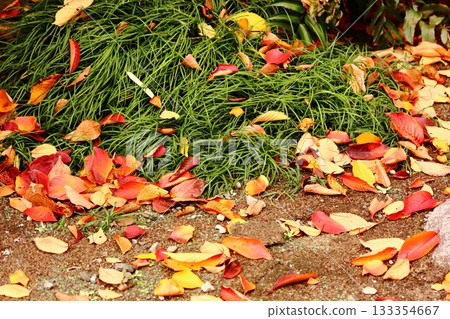 Fallen Somei-Yoshino cherry leaves decorating the grounds of Fukuzo-in Temple (1) 133354667