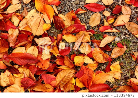 Fallen Somei-Yoshino cherry leaves decorating the grounds of Fukuzo-in Temple (6) Fallen Somei-Yoshino cherry leaves decorating the grounds of Fukuzo-in Temple (6) 133354672