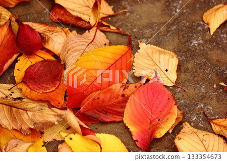 Fallen Somei-Yoshino cherry leaves decorating the grounds of Fukuzo-in Temple (7) 133354673
