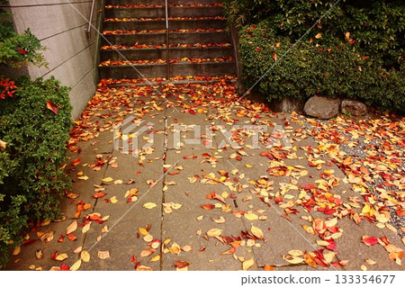 落下的染井吉野櫻花葉點綴著福藏院的庭院（11） 133354677