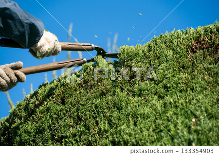 pruning, gents, male 133354903