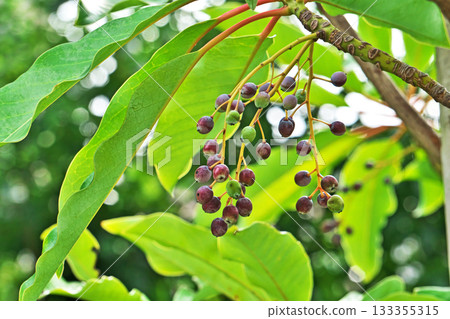 柚子果開始變色（秋季，11月） 133355315