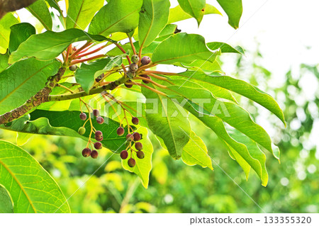 柚子果開始變色(秋季,11月) 柚子果開始變色(秋季,11月) 133355320