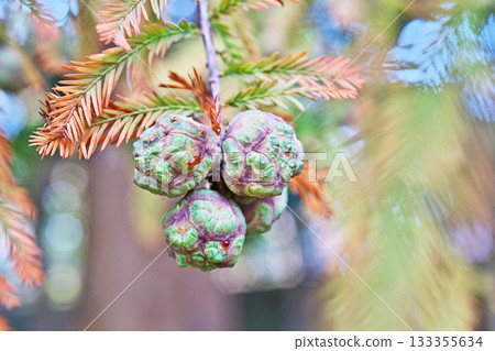Bald cypress fruit (autumn, November) Bald cypress fruit (autumn, November) 133355634