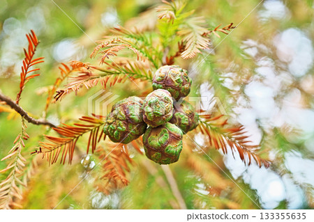 Bald cypress fruit (autumn, November) Bald cypress fruit (autumn, November) 133355635