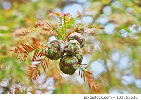 Bald cypress fruit (autumn, November) Bald cypress fruit (autumn, November) 133355636