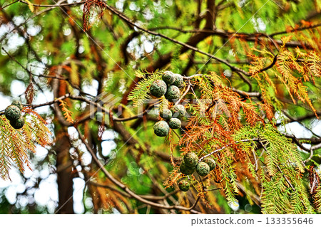 落葉杉果實（秋季，十一月） 133355646