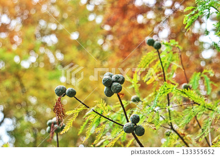 落葉杉果實（秋季，十一月） 133355652