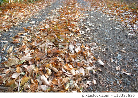 Road of fallen leaves 133355656