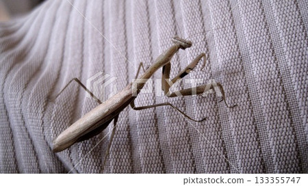 Female praying mantis 133355747