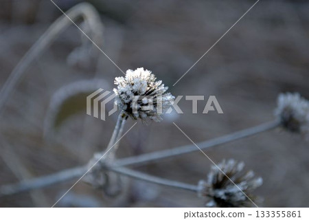 霜凍種子 133355861