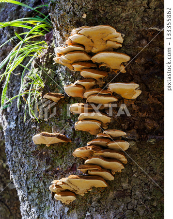 Polyporus mushrooms growing in clusters on tree trunks Polyporus mushrooms growing in clusters on tree trunks 133355862