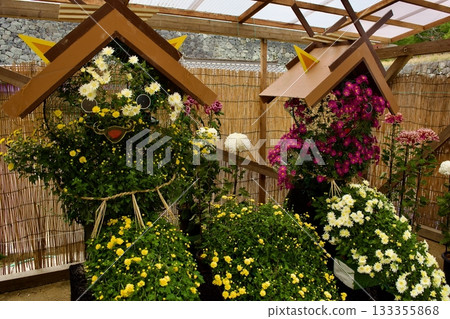 Chrysanthemum Exhibition: A Japanese Autumn Tradition 133355868