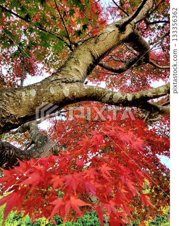 楓紅染了 133356362