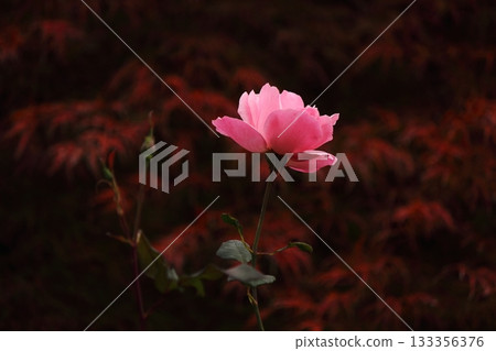 福藏院藍毘尼花園中盛開的一朵玫瑰（2） 133356376