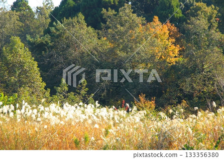 深秋的鄉村景色,日本蒲葦隨風搖曳。 深秋的鄉村景色,日本蒲葦隨風搖曳。 133356380