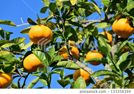Mandarin on a tree Mandarin on a tree 133356384