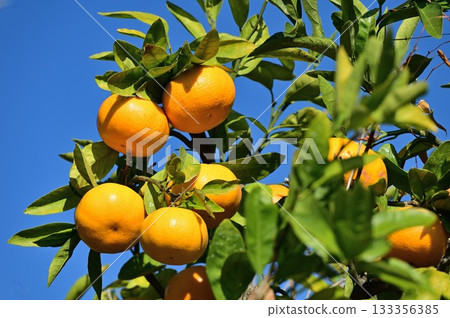 The mandarin oranges 133356385