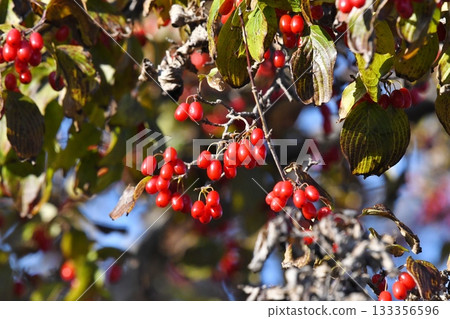 Fruit of Sanshu 133356596