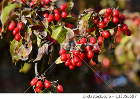 Sanshu紅色果子 133356597