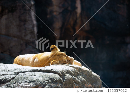 天王寺動物園的動物們 133357012