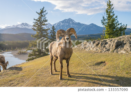 Portrait of a standing male bighorn sheep. Jasper Country, Canadian Rockies. Portrait of a standing male bighorn sheep. Jasper Country, Canadian Rockies. 133357090