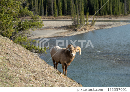 一隻雄性大角羊在覓食時爬上了懸崖。 133357091