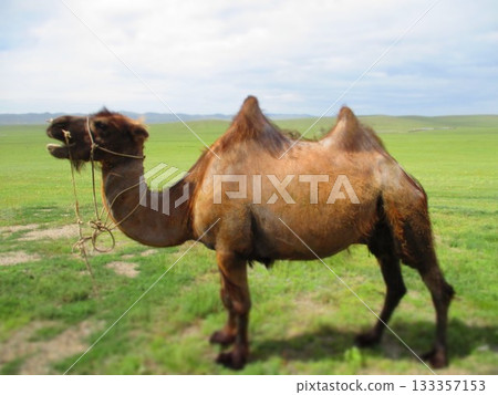 Mongolian camel diorama 133357153