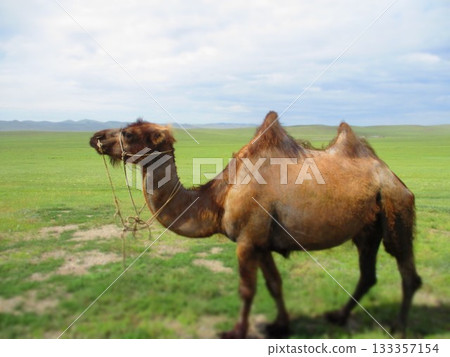 Mongolian camel diorama 133357154