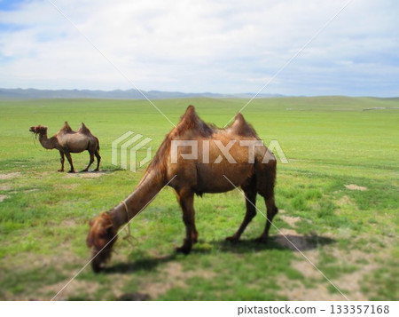 Mongolian camel diorama 133357168