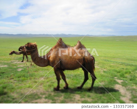 Mongolian camel diorama 133357169