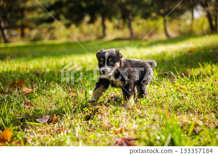 Black Australian Shepherd puppy with blue eyes walking on green grass in a sunny park surrounded by trees and autumn leaves Black Australian Shepherd puppy with blue eyes walking on green grass in a sunny park surrounded by trees and autumn leaves 133357184