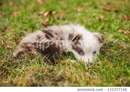 Australian Shepherd puppy with blue eyes lying on green grass, fluffy white and brown merle dog resting outdoors in autumn park 133357198