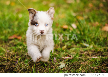 Australian Shepherd puppy with blue eyes runs toward the camera across green grass in autumn, full of curiosity and energy 133357199