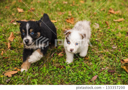 Two Australian Shepherd puppies walking on green grass in autumn park, black and white fluffy dogs with blue eyes playing outdoors 133357200