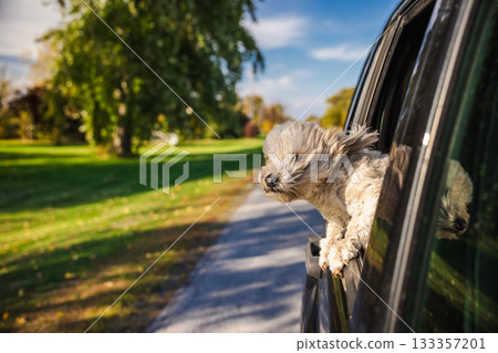 Cute small dog leaning out of a moving car window enjoying the breeze on a sunny day in a quiet American suburb 133357201