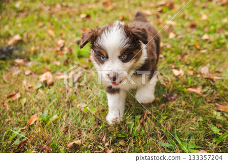 Playful Australian Shepherd puppy with blue eyes walking on autumn grass in a sunny park Playful Australian Shepherd puppy with blue eyes walking on autumn grass in a sunny park 133357204