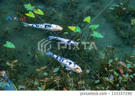 《Gifu Prefecture》 Monet's Pond / Autumn 《Gifu Prefecture》 Monet's Pond / Autumn 133357290