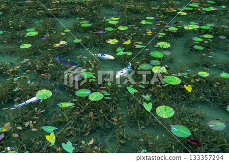 《Gifu Prefecture》 Monet's Pond / Autumn 133357294