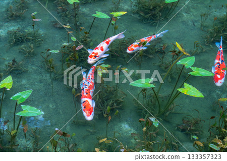 《岐阜縣》莫奈池 / 秋 133357323