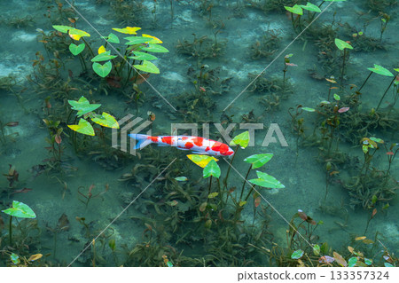 《Gifu Prefecture》 Monet's Pond / Autumn 《Gifu Prefecture》 Monet's Pond / Autumn 133357324