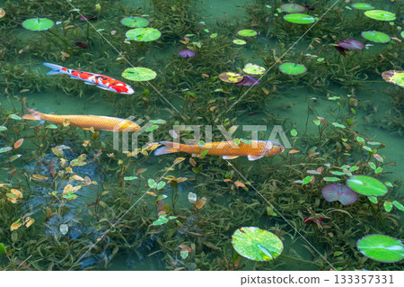 《Gifu Prefecture》 Monet's Pond / Autumn 133357331