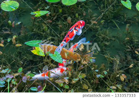 《Gifu Prefecture》 Monet's Pond / Autumn 《Gifu Prefecture》 Monet's Pond / Autumn 133357333