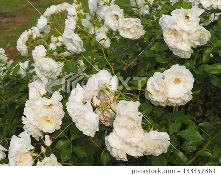 White Rose Iceberg 133357361