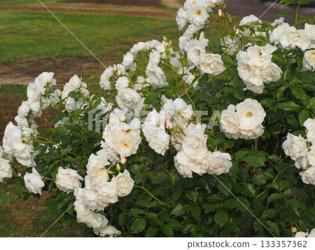 White Rose Iceberg White Rose Iceberg 133357362