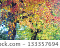 A hazel tree with beautiful autumn leaves 133357694