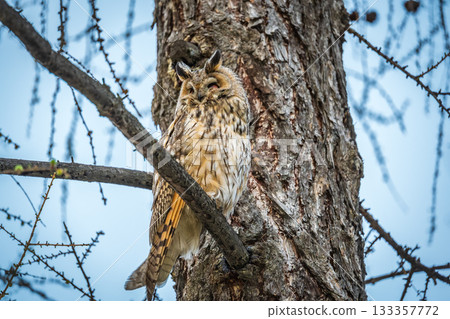 Long-eared owl (Asio otus), looking forward with wide opened eyes Long-eared owl (Asio otus), looking forward with wide opened eyes 133357772