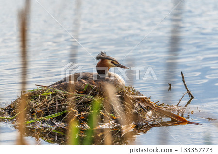 Great Crested Grebe, Podiceps cristatus, water bird sitting on the nest, nesting time on the green lake Great Crested Grebe, Podiceps cristatus, water bird sitting on the nest, nesting time on the green lake 133357773